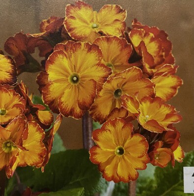 PRIMULA INARA FLAME F1 Primula “ INARA FLAME 🔥 “ is a tough Primula that is perfect in pots baskets or beds.Planting time is from now,