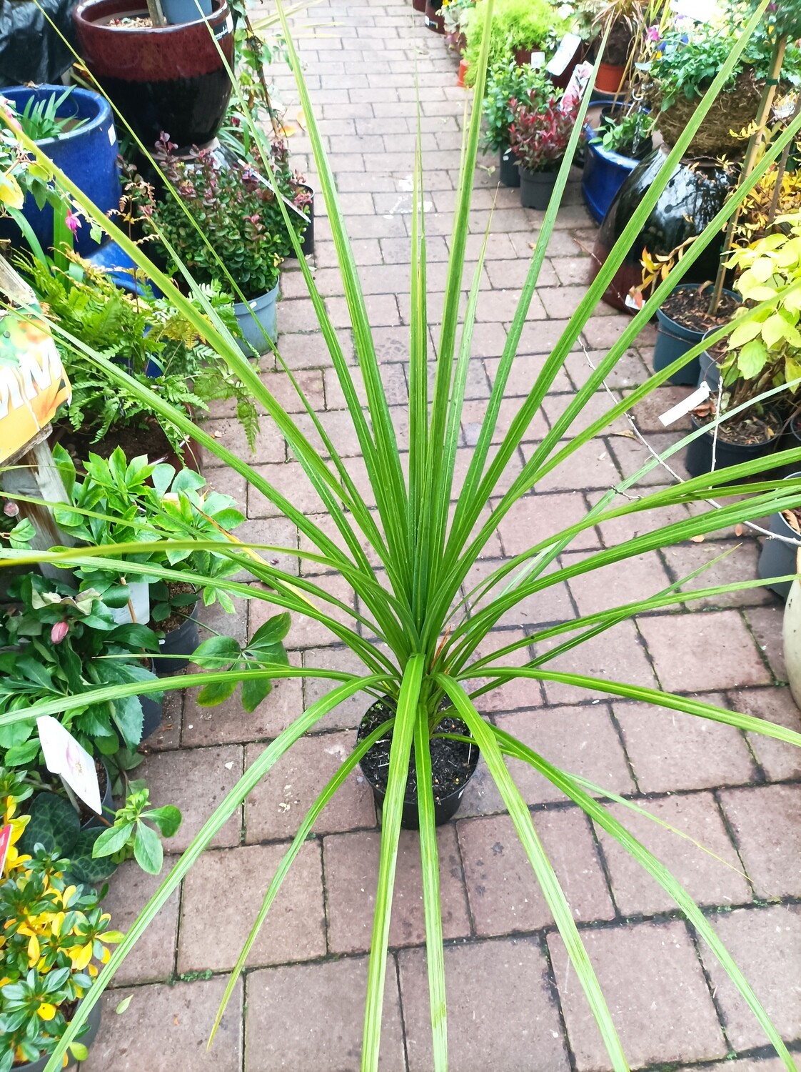 Cordyline Australis