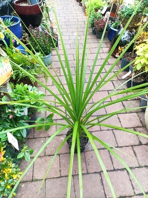 Cordyline Australis