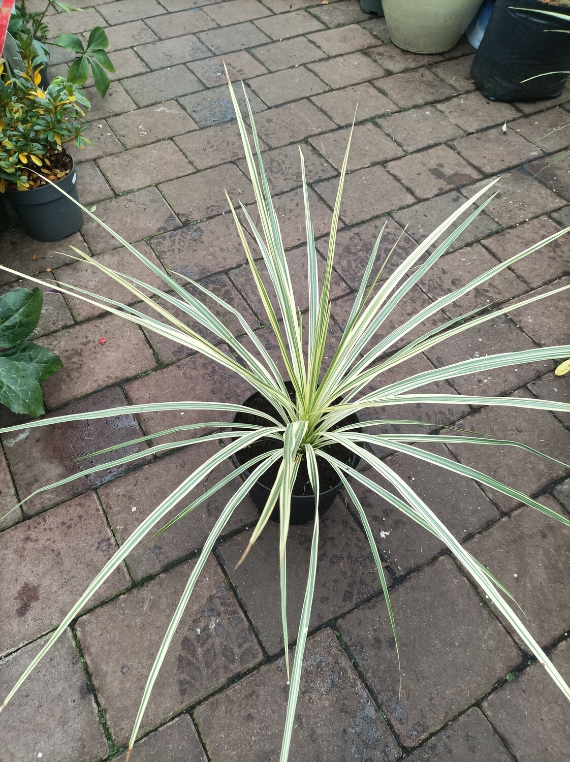 Cordyline Lime Passion