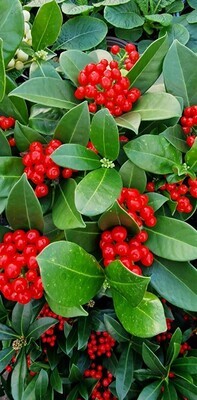 Skimmia &#39;Olympic Flame&#39;&#39;