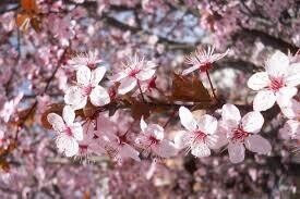 Prunus Pissardi Nigra - Purple Leafed Plum -
Large Size