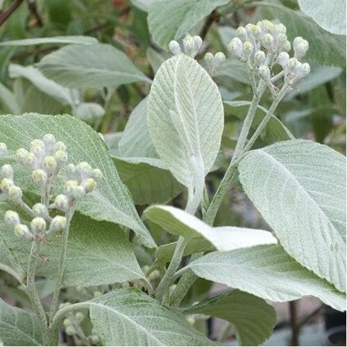 Silver Whitebeam Sorbus Lutescens; a hardy medium sized tree. Silver leaves with a white reverse.
Larger Size