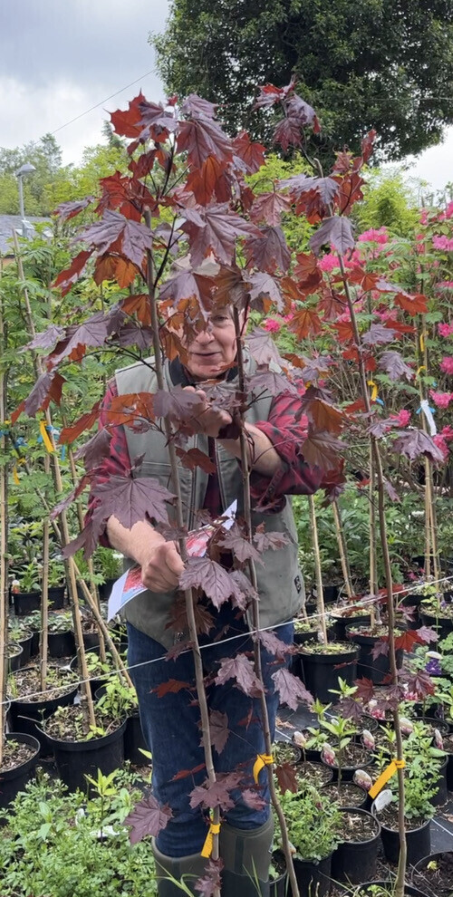 Norway Maple Acer Royal Red ,hardy medium sized tree with dark foliage and fantastic autumn colours. 
Larger Size