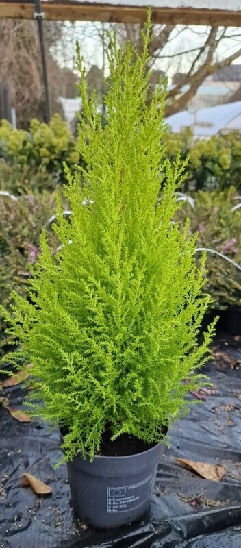 Cupressus Wilma