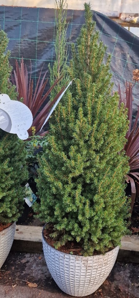 Dwarf Christmas Tree / Picea Dwarf Alberta Spruce in decorative pot