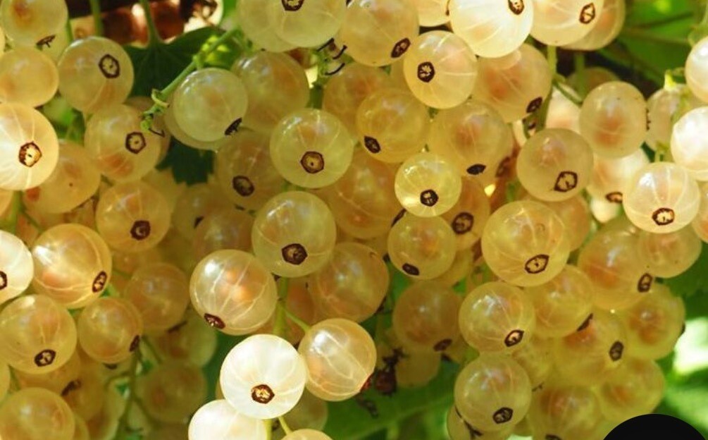 Whitecurrant - Summer Pearls White - White Pearl