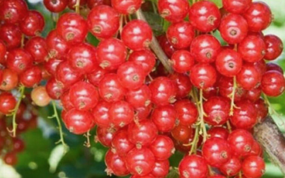 Redcurrant - Summer Pearls Red - Red Pearl