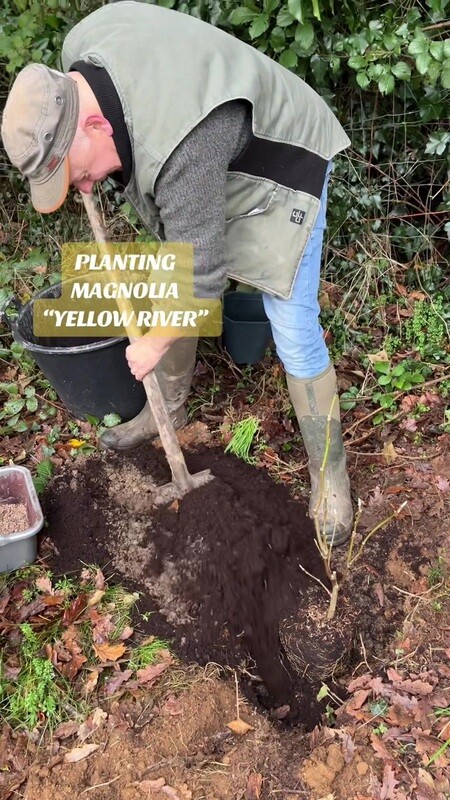 Magnolia 'Yellow River' a reliable variety with yellow vase like flowers in spring.
