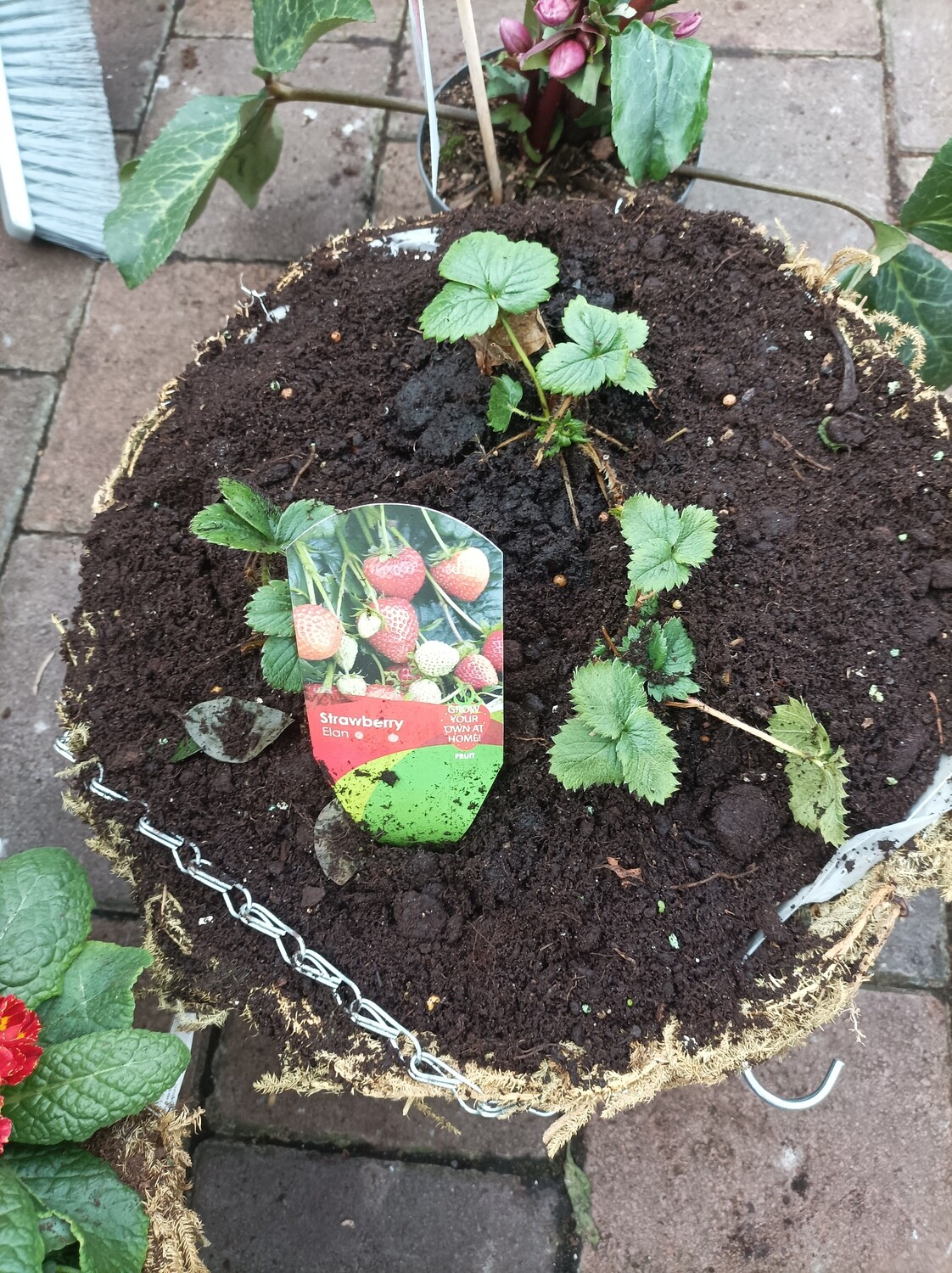 DIY - Elan Strawberry Basket Combo