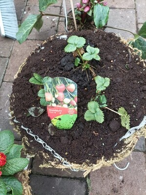 DIY - Elan Strawberry Basket Combo