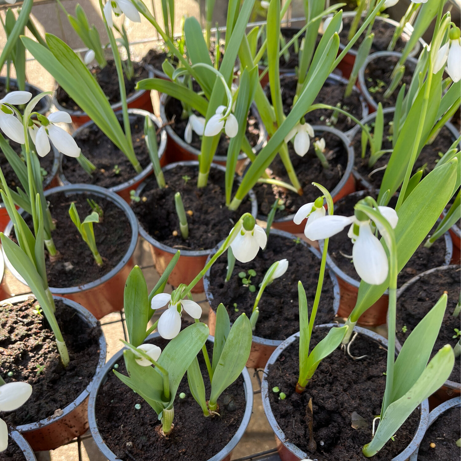 Potted  Snowdrops