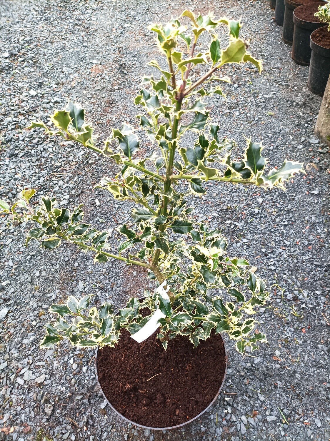 Holly -Ilex Aquifolium Argentea Marginata