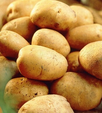 Seed Potatoes - RECORD 2kg