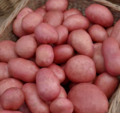 Seed Potatoes - Roosters 2kg