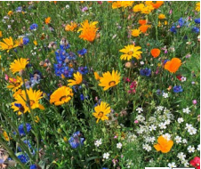 Wild Flowers - ROBUST MIX 500G (494696) Wildflower,Wild Flower covers 20m2