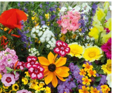 Wild Flowers - BEE GARDEN MIX 500G (494735) Wild Flower covers 20 M2