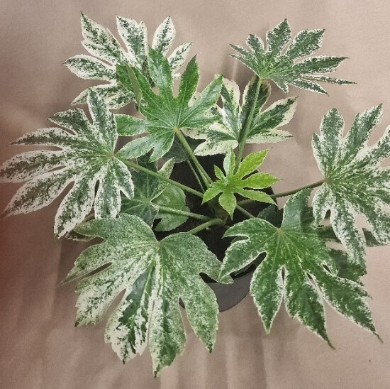 Fatsia Spider Web Castor Oil Plant