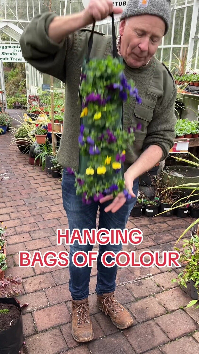 Viola Hanging Bag for Months of Colour (MIXED COLOURS)