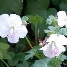 Geranium St. Ola - Low growing perennial, flowers for months and lasts for years