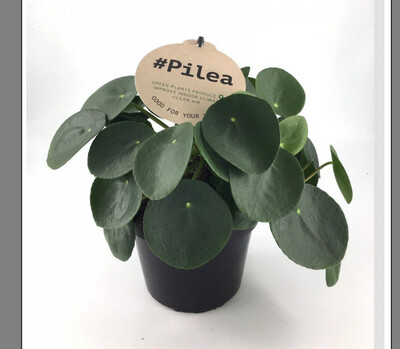 PILEA PEPEROMIODES ,CHINESE MONEY PLANT ,PANCAKE PLANT RAINDROP ...easy care indoor plant with glossy green leaves with a “raindrop” in its heart