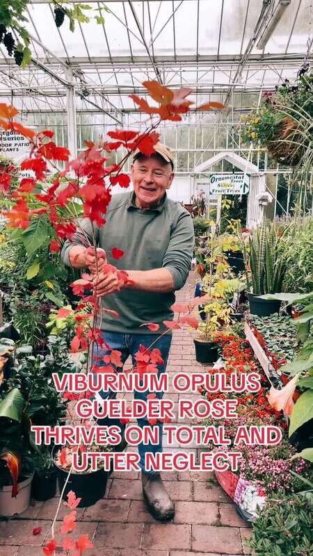 Viburnum Opulus GUELDER ROSE strong plants Pot Grown ..see Video