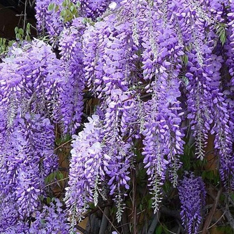 Wisteria Prolific -Three Stemmed Wisteria - fast growing Chinese Wisteria with large mauve /purple fragrant flowers . For walls,fence or arch. (Pot Grown)