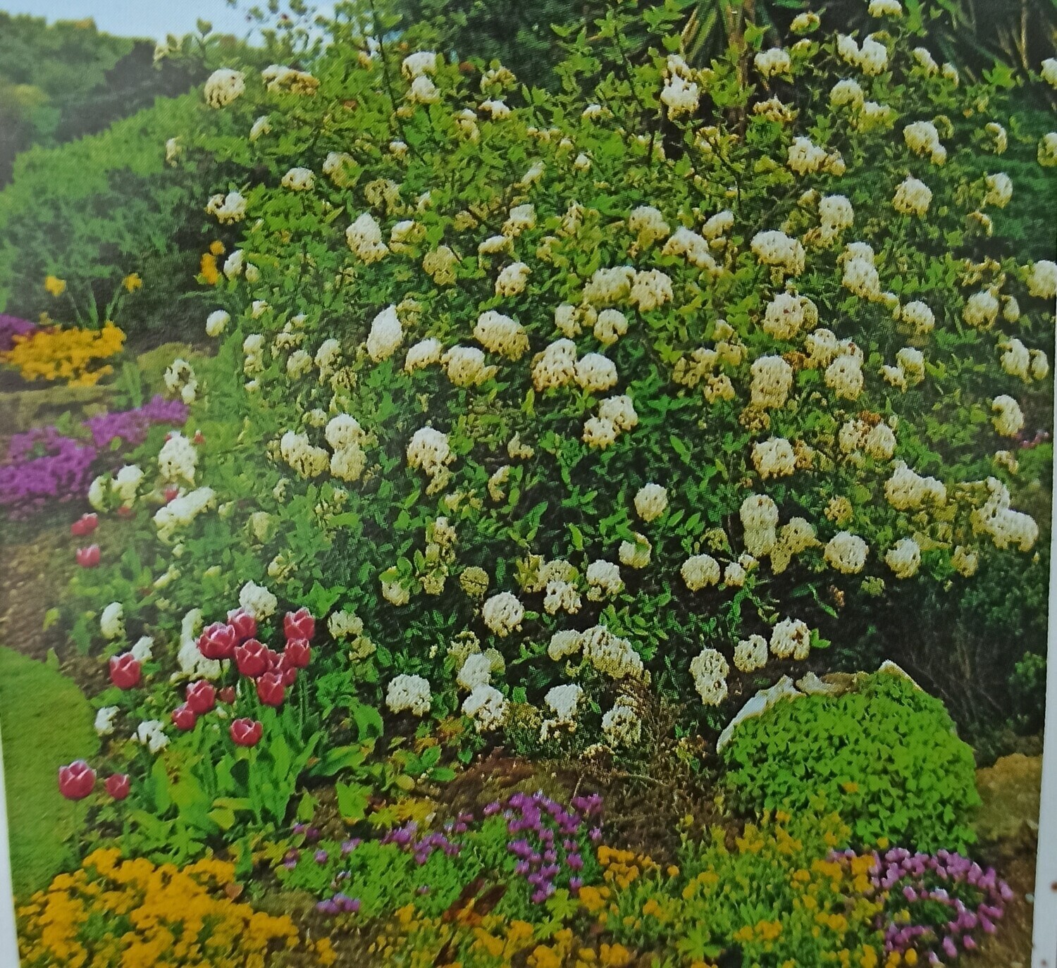 Viburnum Burkwoodii flowers in spring with large white  flowers VERY FRAGRANT