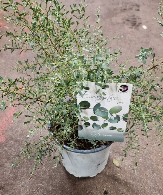 Eucalyptus gunni- GOMBOOM