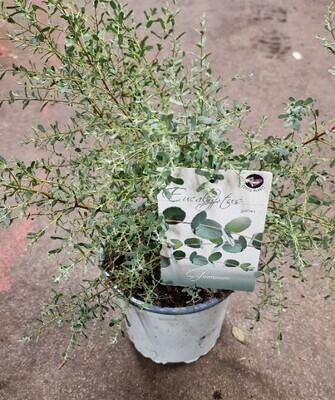 Eucalyptus gunni- GOMBOOM