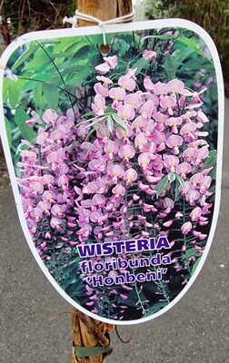 Wisteria floribunda  &#39;&#39;HONBENI&#39;&#39;
 Pink Wisteria a climber for wall fence or arch . Strong Plants 2 Mt Approx