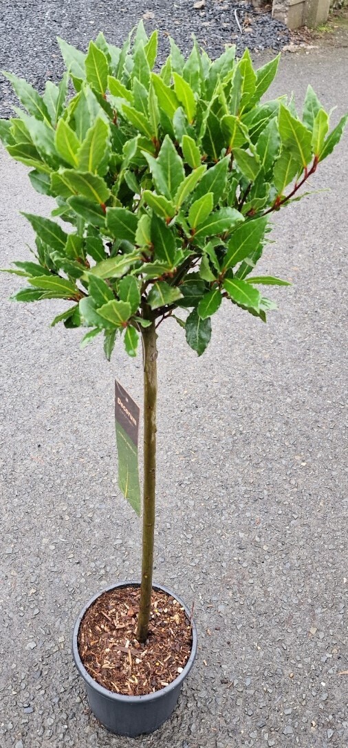 Bay Laurel - For pots or open ground