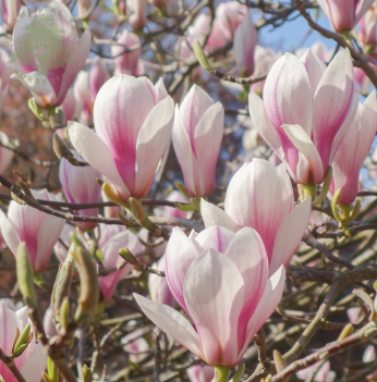 Magnolia Soulangeana Tulip Magnolia perfect vase shaped flowers deep pink flushed white In spring. Flower buds formed to open in spring. Add Superthrive when planting. Fertilise with High Iron Formula