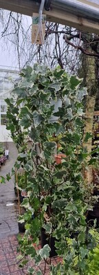 Hedera- &#39;&#39;Eva&#39;&#39; in Hanging Basket