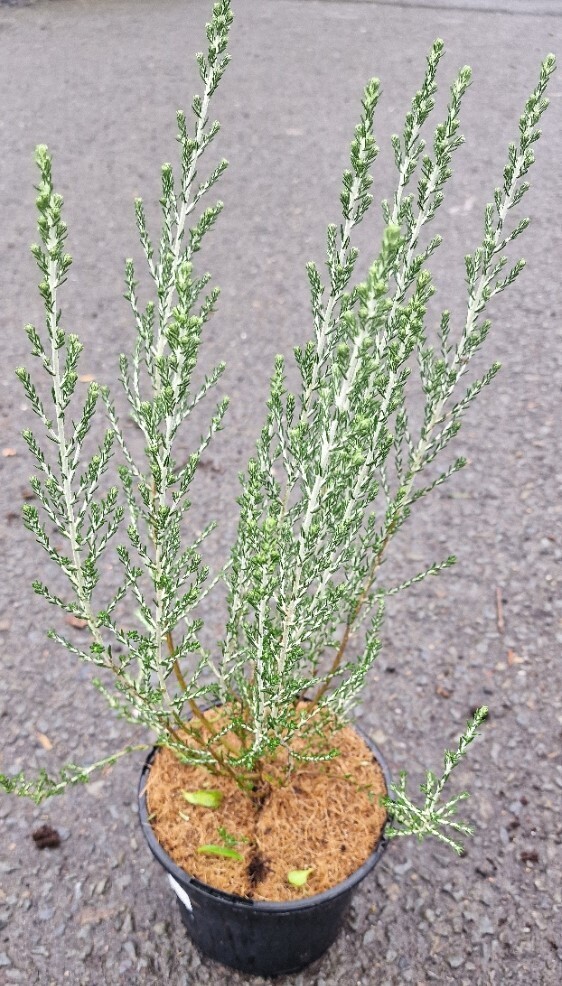 Ozothamnus &#39;Sussex Silver&#39;