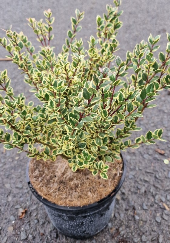 Myrtus Glanleam Gold