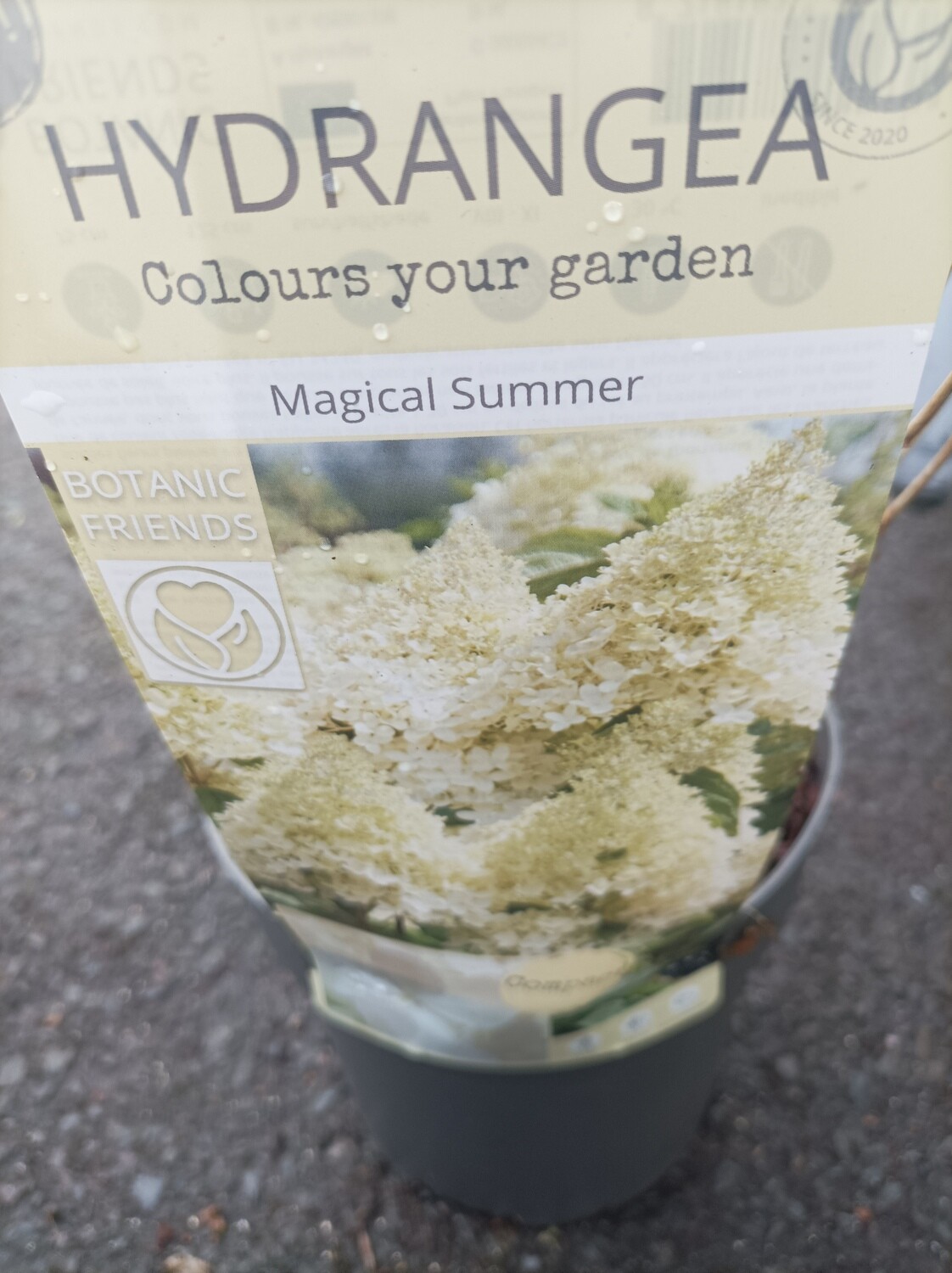 Hydrangea - Magical Summer Large Cone like white flowers that turn pink in late summer and early autumn. Flower from June Until September. Colourful autumn foliage In autumn Good in pots or beds