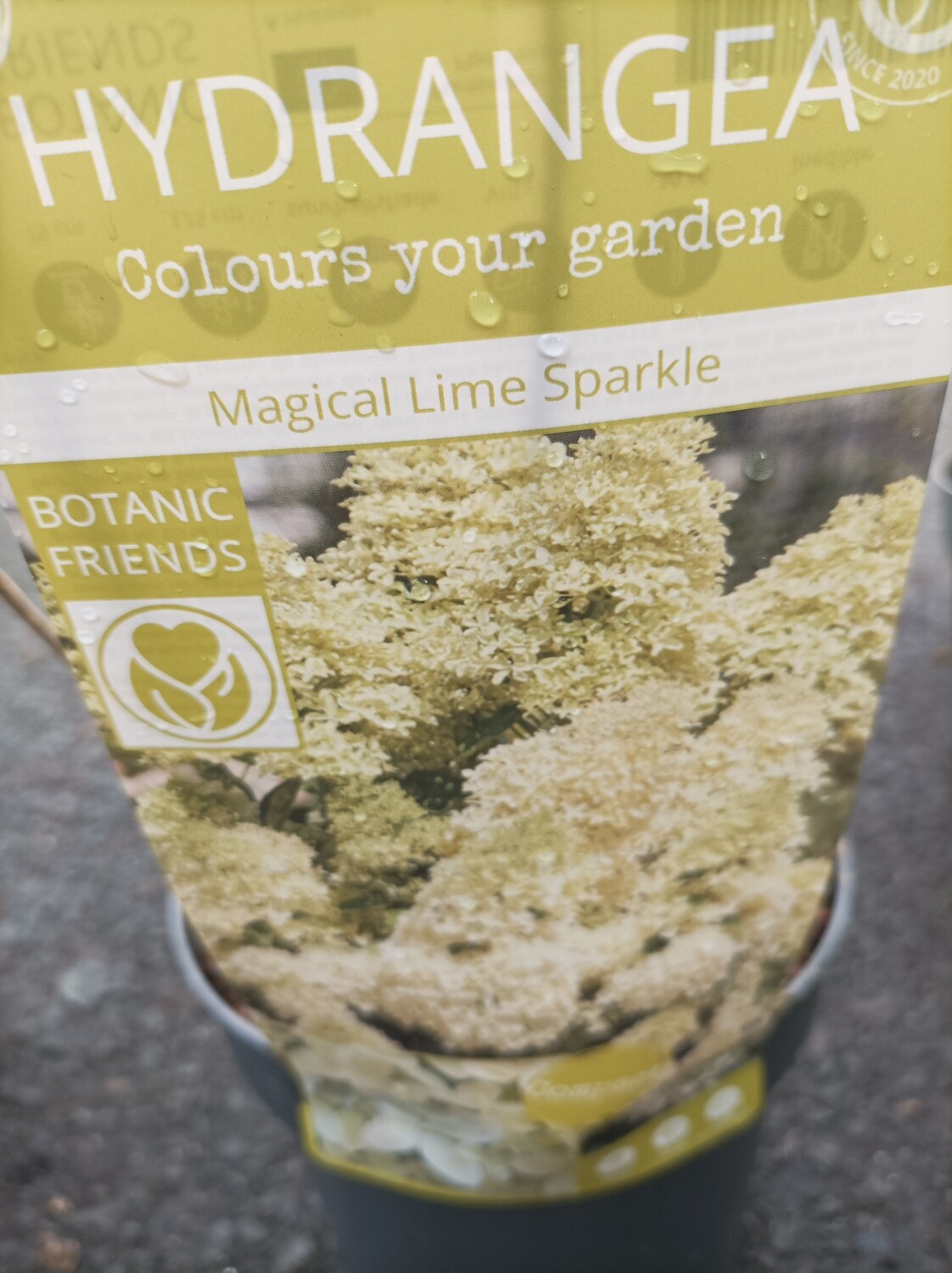 Hydrangea - Magical Lime Sparkle