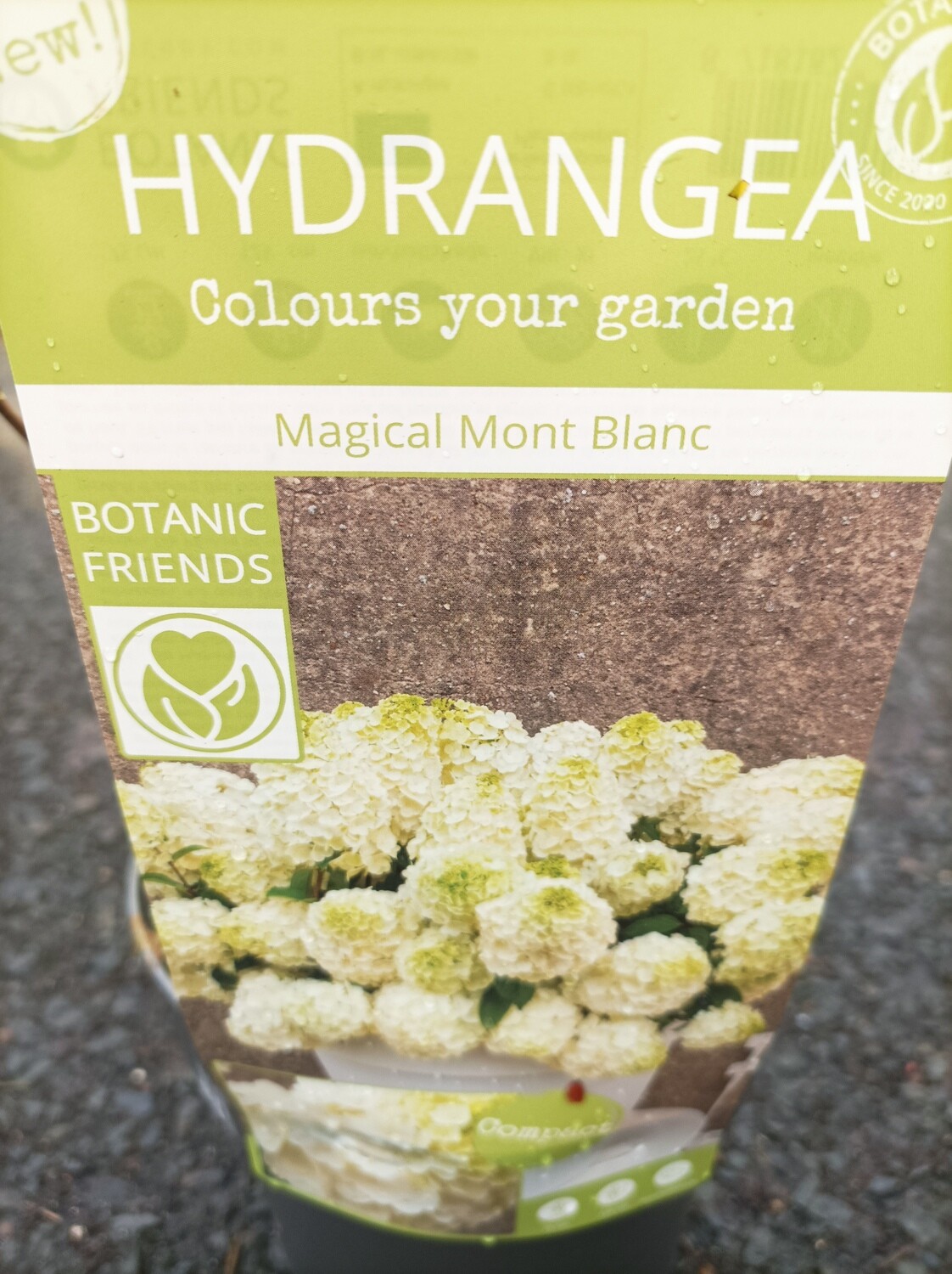 Hydrangea -Magical Mont Blanc flowers non stop from June until September with large white panicle flowers. Good in pots or beds .