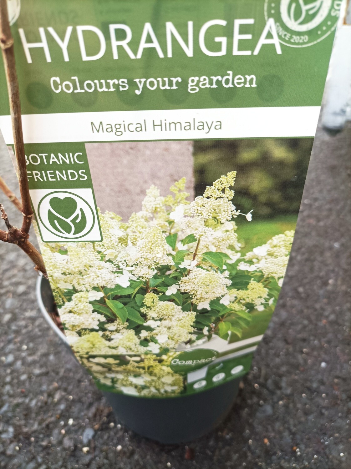 Hydrangea - Magical Himalaya