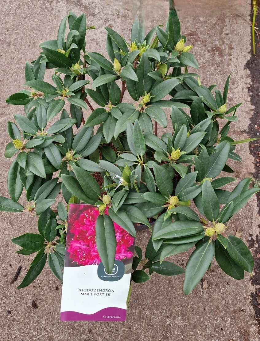 Rhododendron &#39;&#39;Marie-Fortier&#39;&#39; Dark red&#39;&#39;