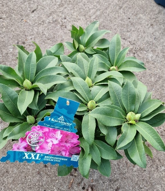 Rhododendron &#39;Pink Wonder&#39;&#39; XXL Pink/White XXL flowers ..for pots or beds