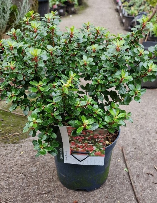 Escallonia &#39;Red Dream&#39;