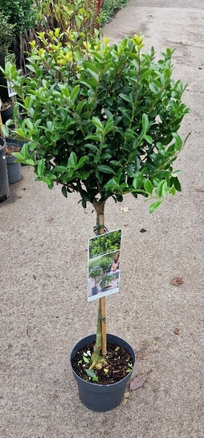 EUONYMUS HARLEQUIN a mini evergreen tree with foliage cream  and green