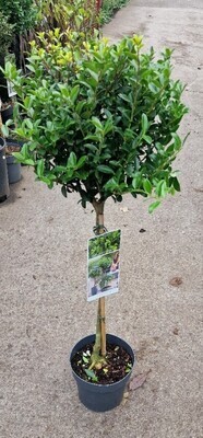EUONYMUS HARLEQUIN a mini evergreen tree with foliage cream  and green