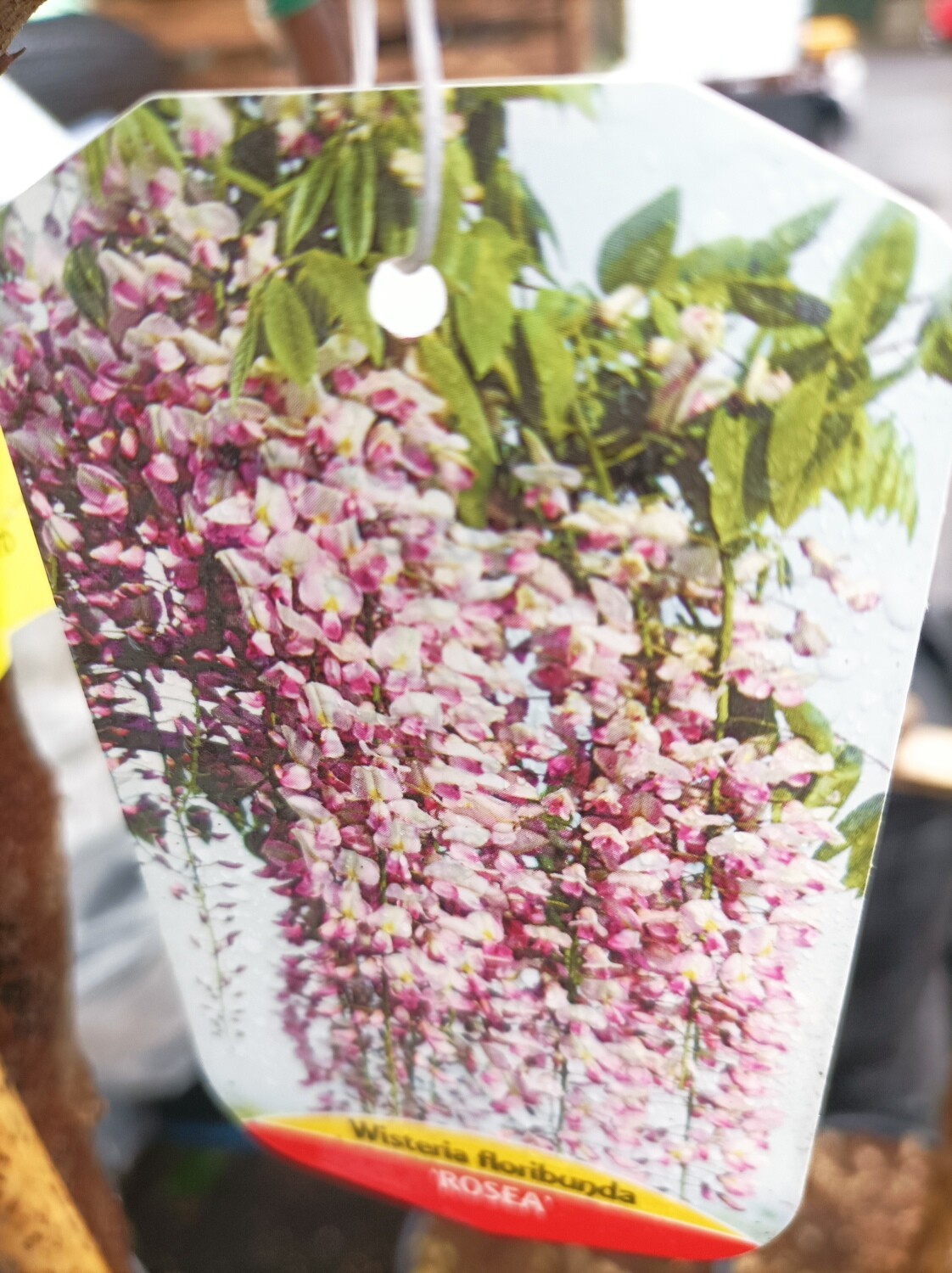 Tree Form Wisteria - Rosea