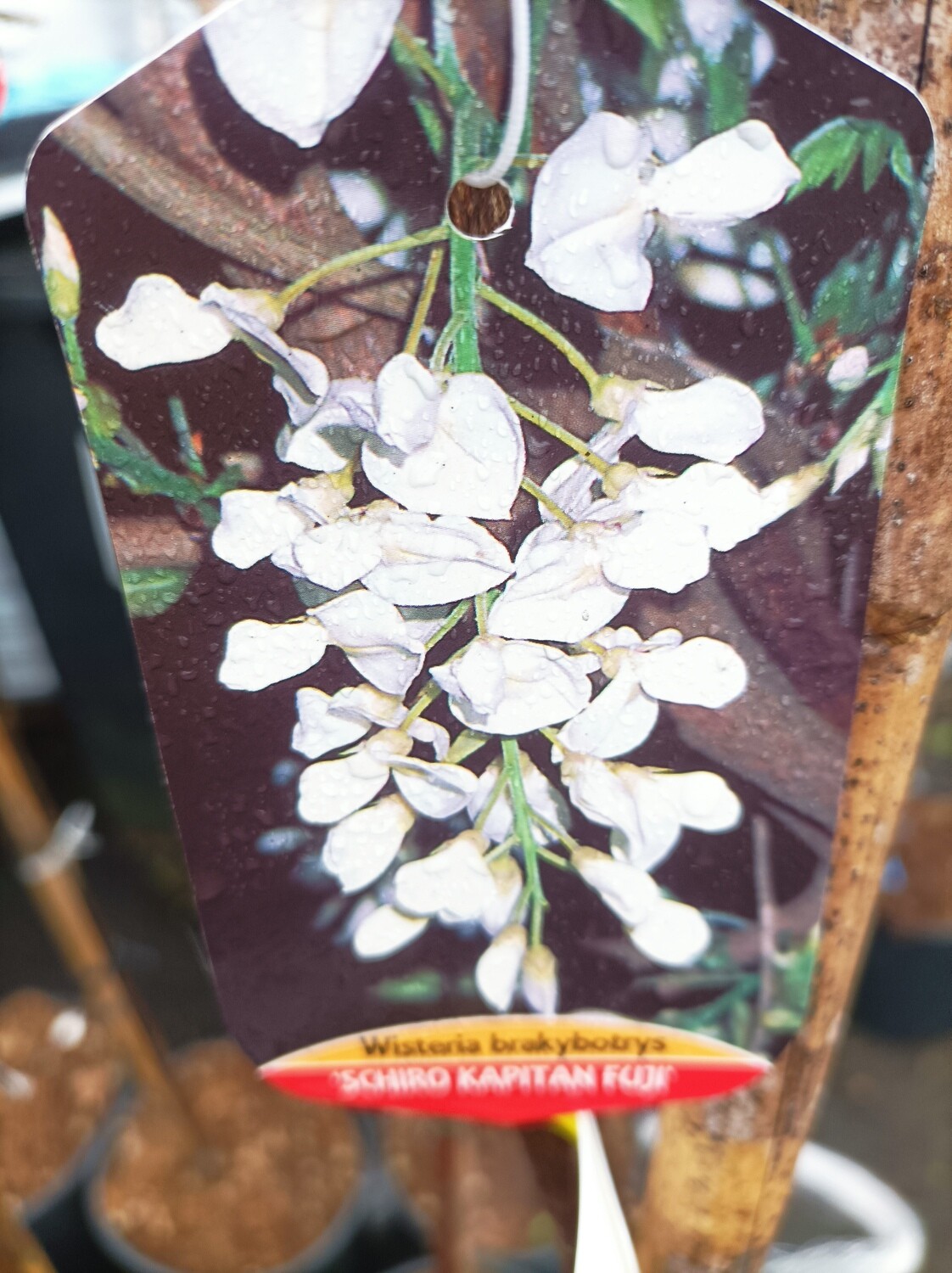 Tree Form Wisteria - Fuji