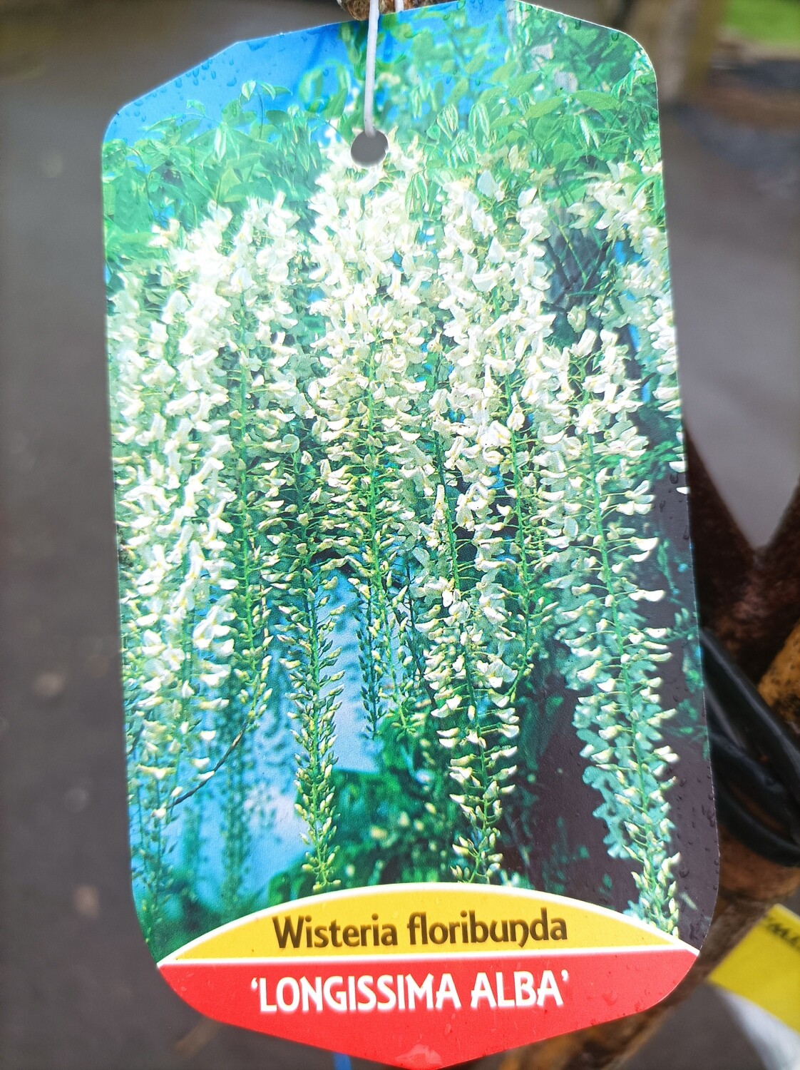Tree Form Wisteria - Alba