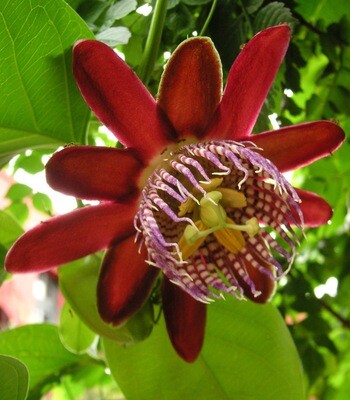Passion Flower - Alata Red