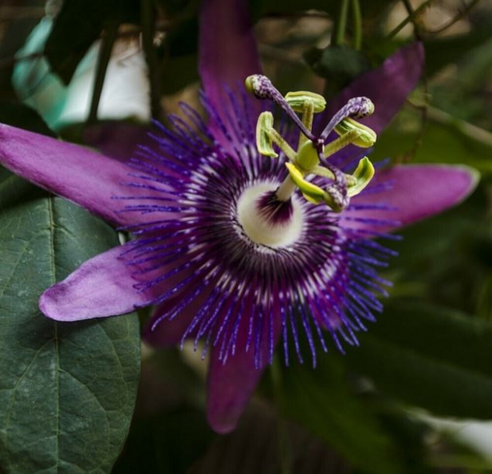 Passion Flower - Purple Haze